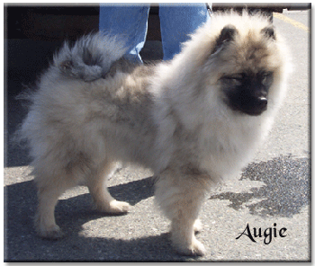 Augie at 5 months old
