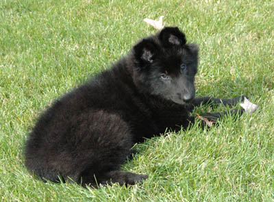 Cheyenne enjoying the sun