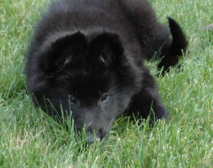 Cheyenne in the grass