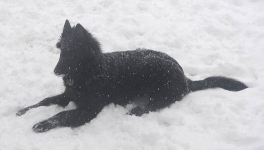 Cheyenne in the snow