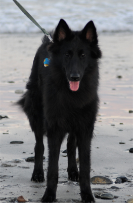 Cheyenne at the beach