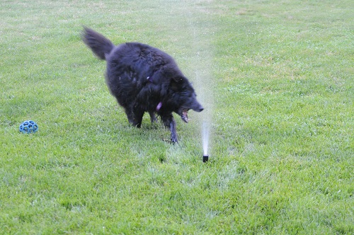 Cheyenne with her sprinkler
