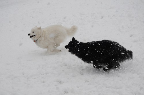 Cheyenne and Tala chasing in the snow