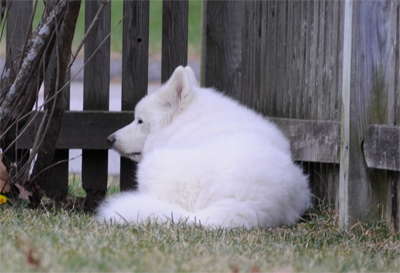 Frosty enjoying the sun