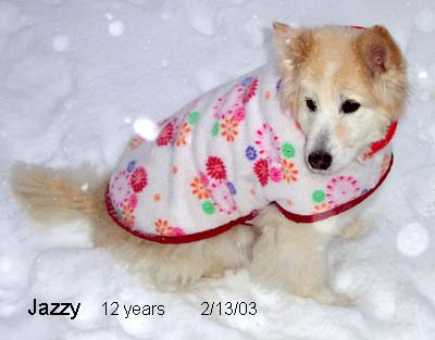 Jazzy in the Snow in her Winter Coat