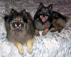 Keesha & Tasha on bed