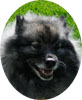 Keeshond