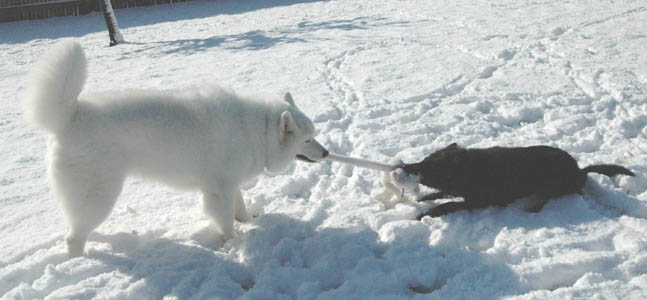 Cheyenne in the snow