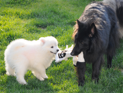 Cheyenne and Tala tugging