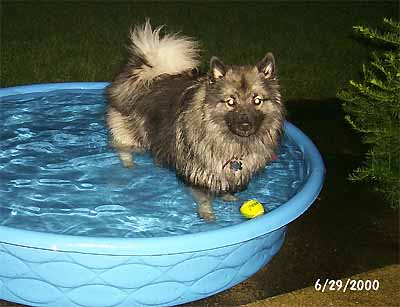 Kyser in pool