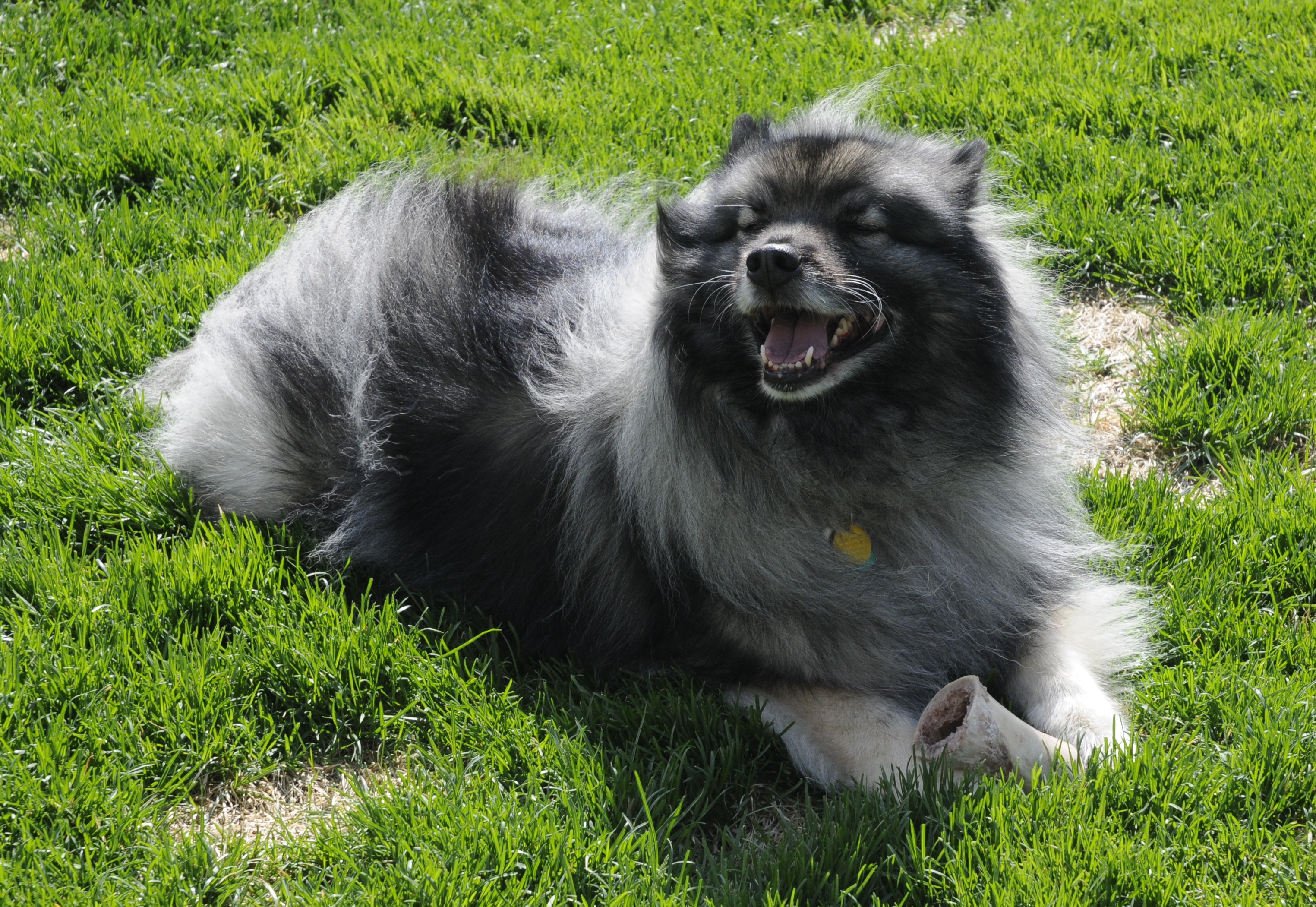 Kyser in the front yard with a bone