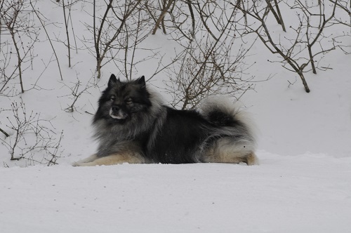 Kyser in the front yard snow
