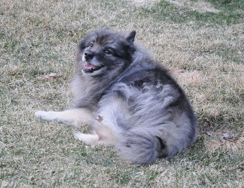 Kyser in the front yard