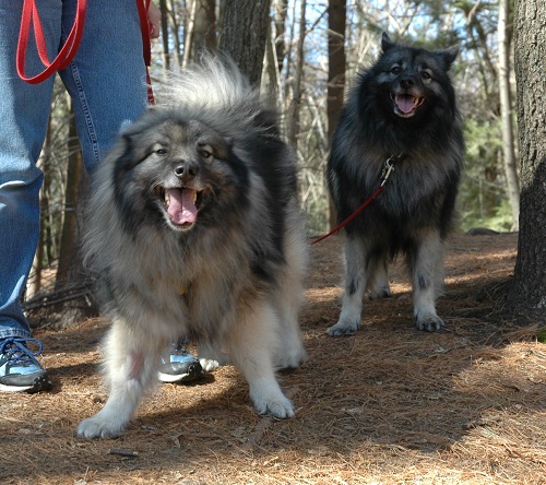 Kees at Mine Falls Park