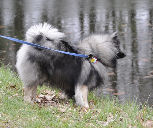 Peanut at Mine Falls Park