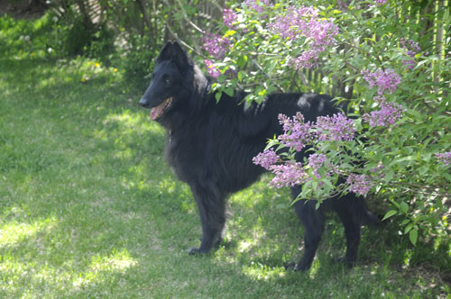 Player enjoying the flowers