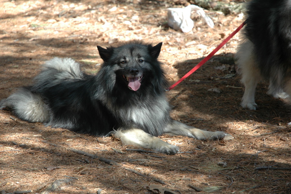 Smokey walking in the woods