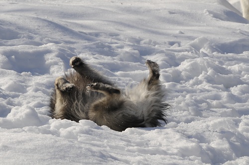 Smokey making snow angels