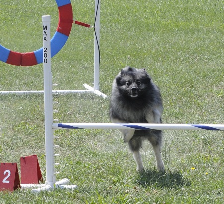 Peanut having fun in Vermont