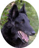 Belgian Sheepdog