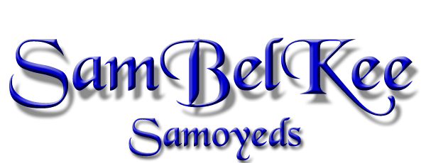 SamBelKee Samoyeds