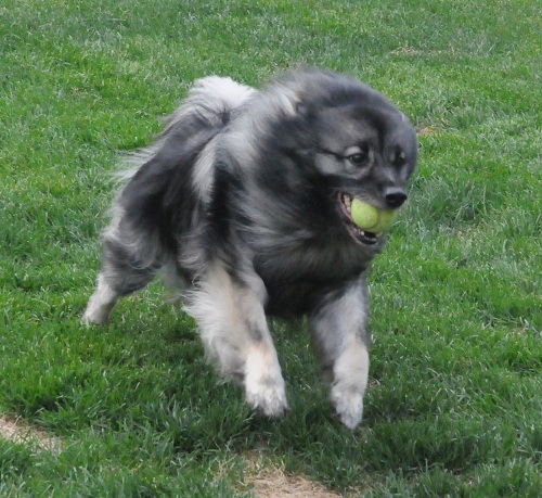 Smokey with his ball