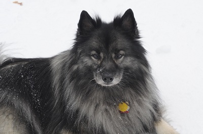 Smokey in the snow