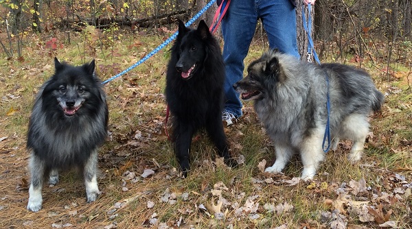 Smokey, Kyser and Cheyenne
    at Mine Falls Park