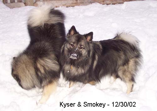 Smokey & Kyser in the Snow