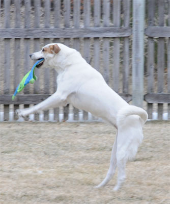 Sugar catching her favorite toy