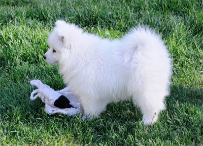 Tala and her tug toy