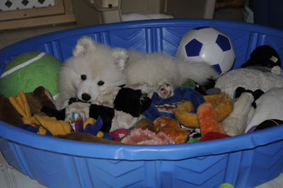 Tala and the toy pool