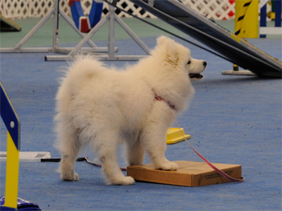 Tala at puppy class