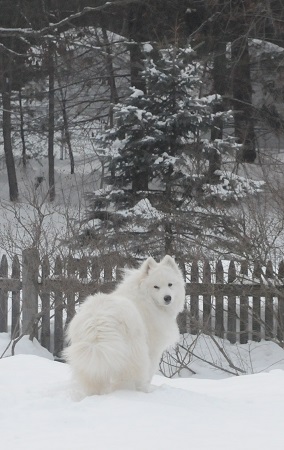 Tala in the snow