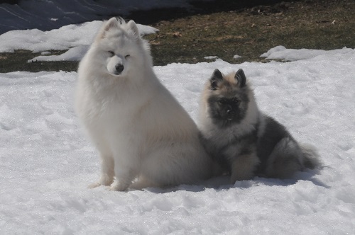 Tala and Tumble in the show