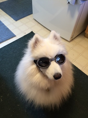 Tala with her Doggles