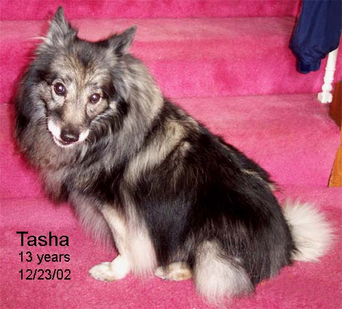 Tasha at Christmas 2002