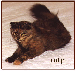 Tulip